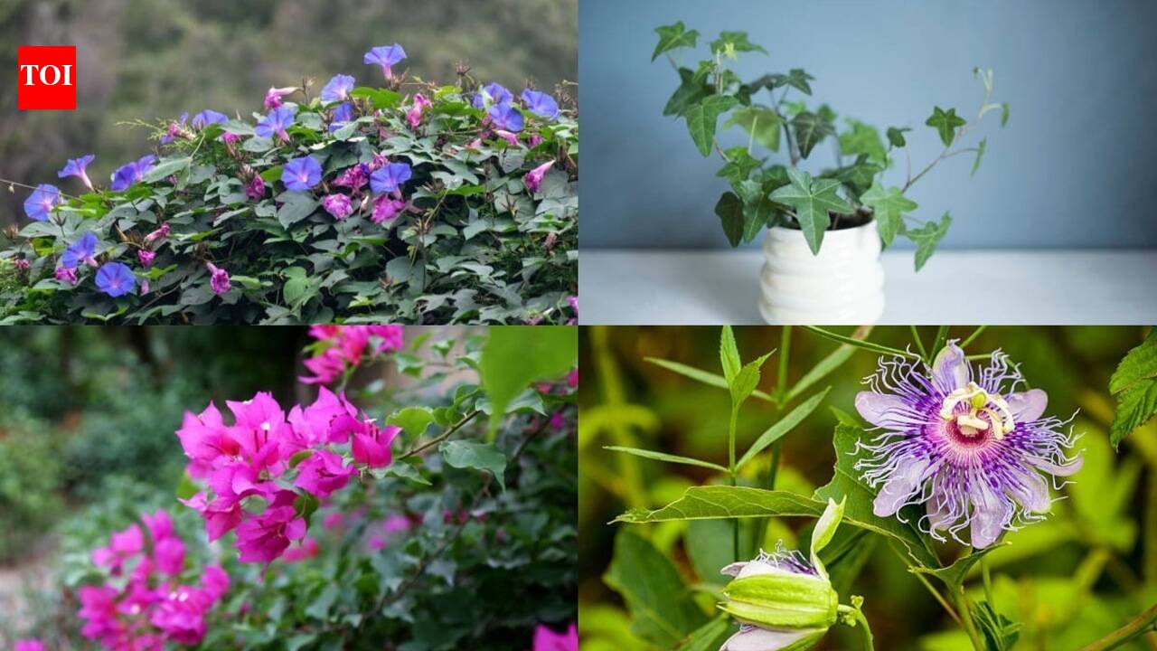 7 Fast-growing plants that provide natural shade and keep your home cool |