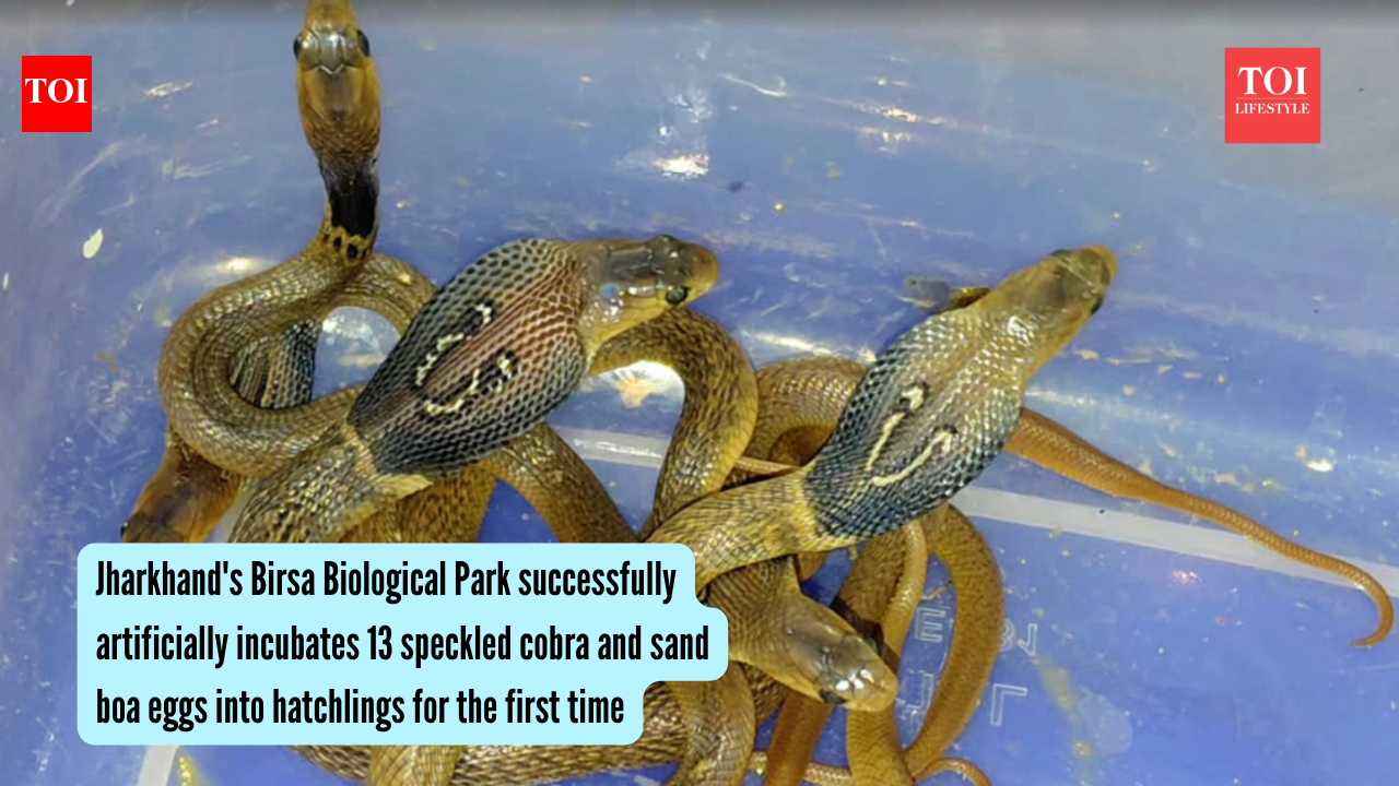 Jharkhand's Birsa Biological Park successfully hatches 13 speckled cobra and sand boa eggs through artificial incubation for the first time