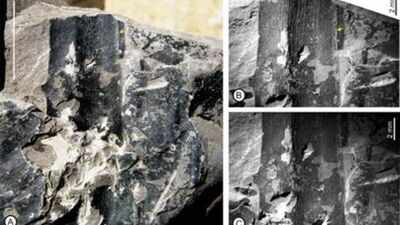 24-million-year-old Kevda fossil leaves discovered in Assam reveal ancient tropical forests of India |