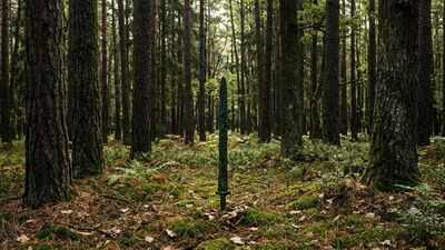 2,700-year-old sword found standing upright in a Polish forest may reveal a forgotten Bronze Age ritual | World News