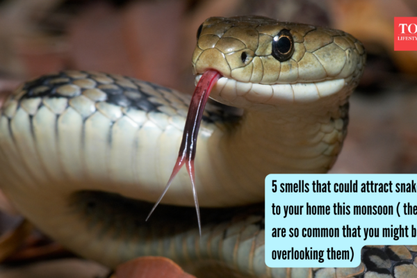 5 smells that could attract snakes to your home this monsoon ( they are so common that you might be overlooking them) |