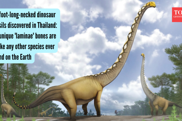 65-foot-long-necked dinosaur fossils discovered in Thailand: Its unique 'laminae' bones are unlike any other species ever found on the Earth