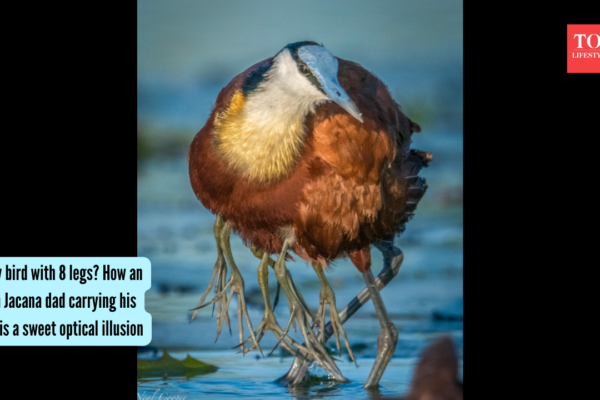 A fluffy bird with 8 legs? How an African Jacana dad carrying his chicks is a sweet optical illusion |