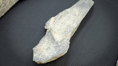 A sharp stone tool cut this early human's jaw 100,000 years ago, but the healed bone shows he survived |