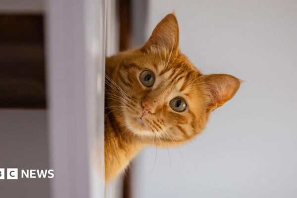 Rental searches for pet friendly properties drop after law change