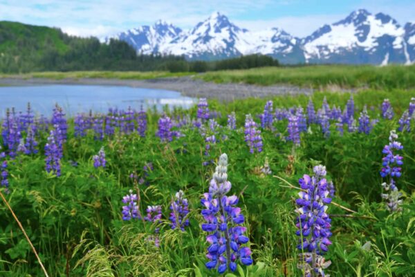Iceland's Alaskan Lupins: A Beautiful Bloom or an Ecological Nightmare? | World News