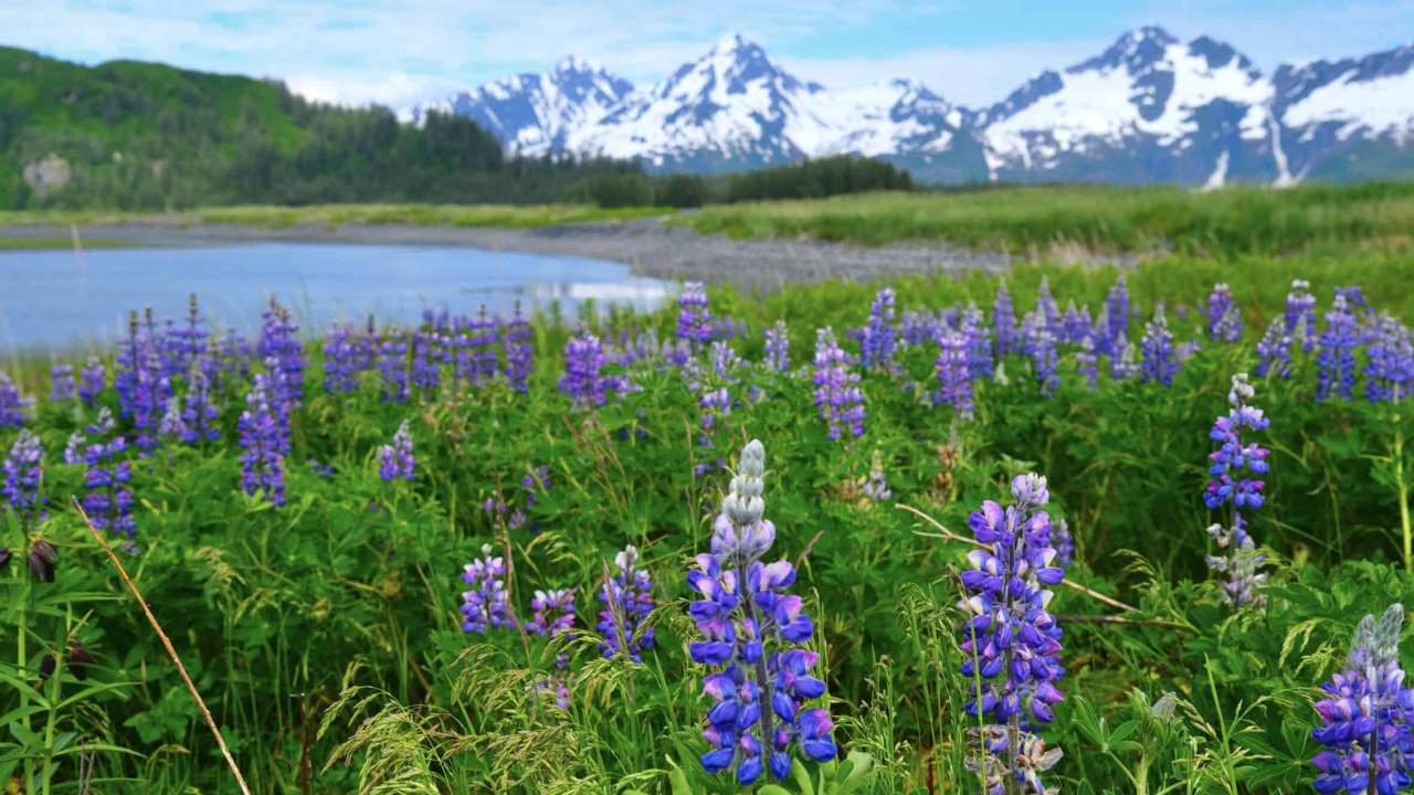 Iceland's Alaskan Lupins: A Beautiful Bloom or an Ecological Nightmare? | World News