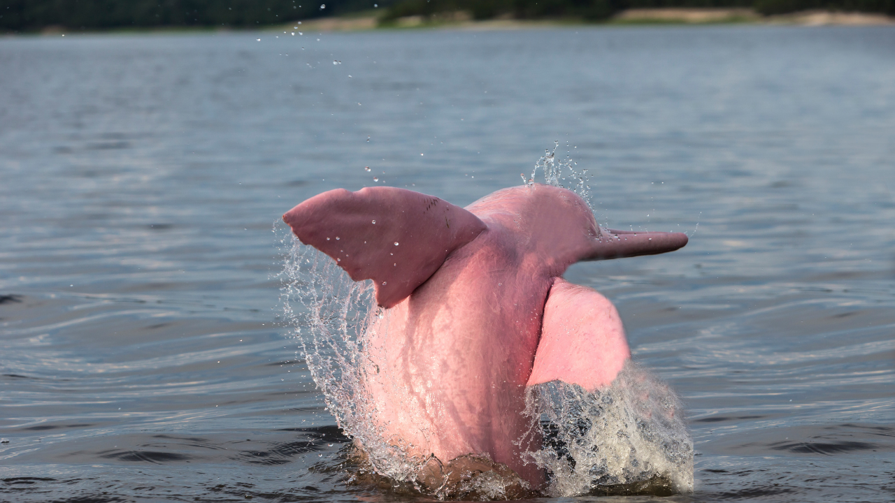 Amazon river dolphin: The pink mammal that inspired centuries of myths and legends