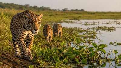 Argentina lost jaguars from its Iberá wetlands nearly 70 years ago, but conservationists have now brought the country's largest wild cat back through an ambitious rewilding project | World News