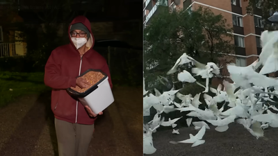 Australia's mysterious 'Birdman' has spent two years feeding birds in the middle of the night, leaving the neighbourhood plagued by a daily 'poo explosion' | World News