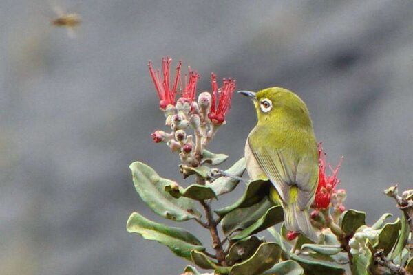 In 1929, Hawaii introduced Japanese white-eyes to control insects; they became its most abundant land bird and began competing with native birds for food | World News