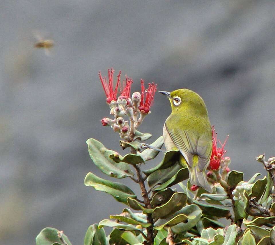 In 1929, Hawaii introduced Japanese white-eyes to control insects; they became its most abundant land bird and began competing with native birds for food | World News