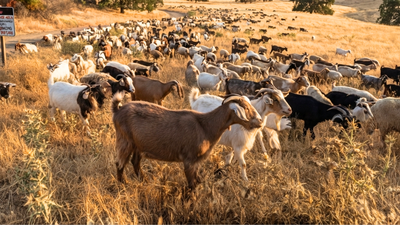 California deploys 400 goats and sheep as 'firefighters' to eat an invasive weed fuelling wildfires and threatening native ecosystems | World News