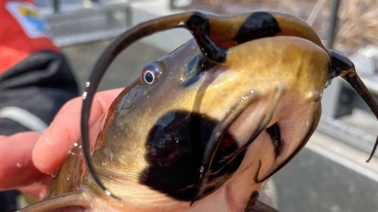 Anglers had been reporting black skin patches among catfish in Vermont lake. Now scientists have found it's a contagious cancer affecting 30% of their population |