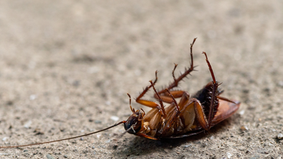 Cockroaches can survive without their heads for a week: The science behind one of nature's toughest insects |