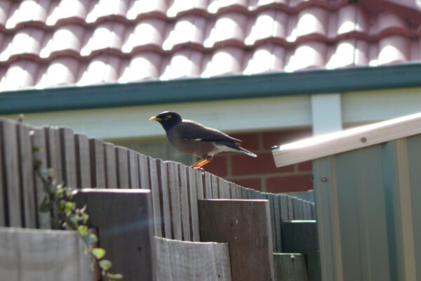 In 1862, the Indian myna was shipped to Melbourne to control crop pests and is now one of only three birds on the world's 100 worst invaders |