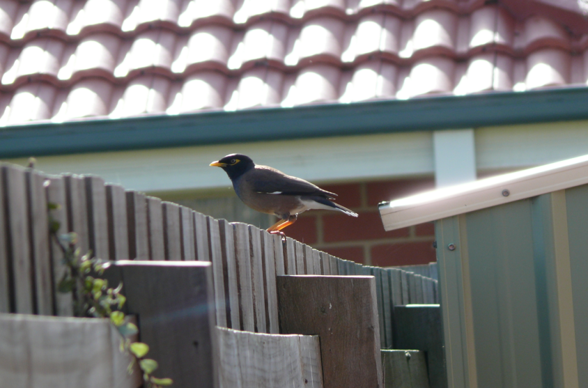 In 1862, the Indian myna was shipped to Melbourne to control crop pests and is now one of only three birds on the world's 100 worst invaders |