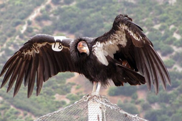 In 1987, the United States decided to capture every remaining wild California condor after lead poisoning, habitat loss, and poaching left just 27 birds alive; today, hundreds once again soar across western skies | World News