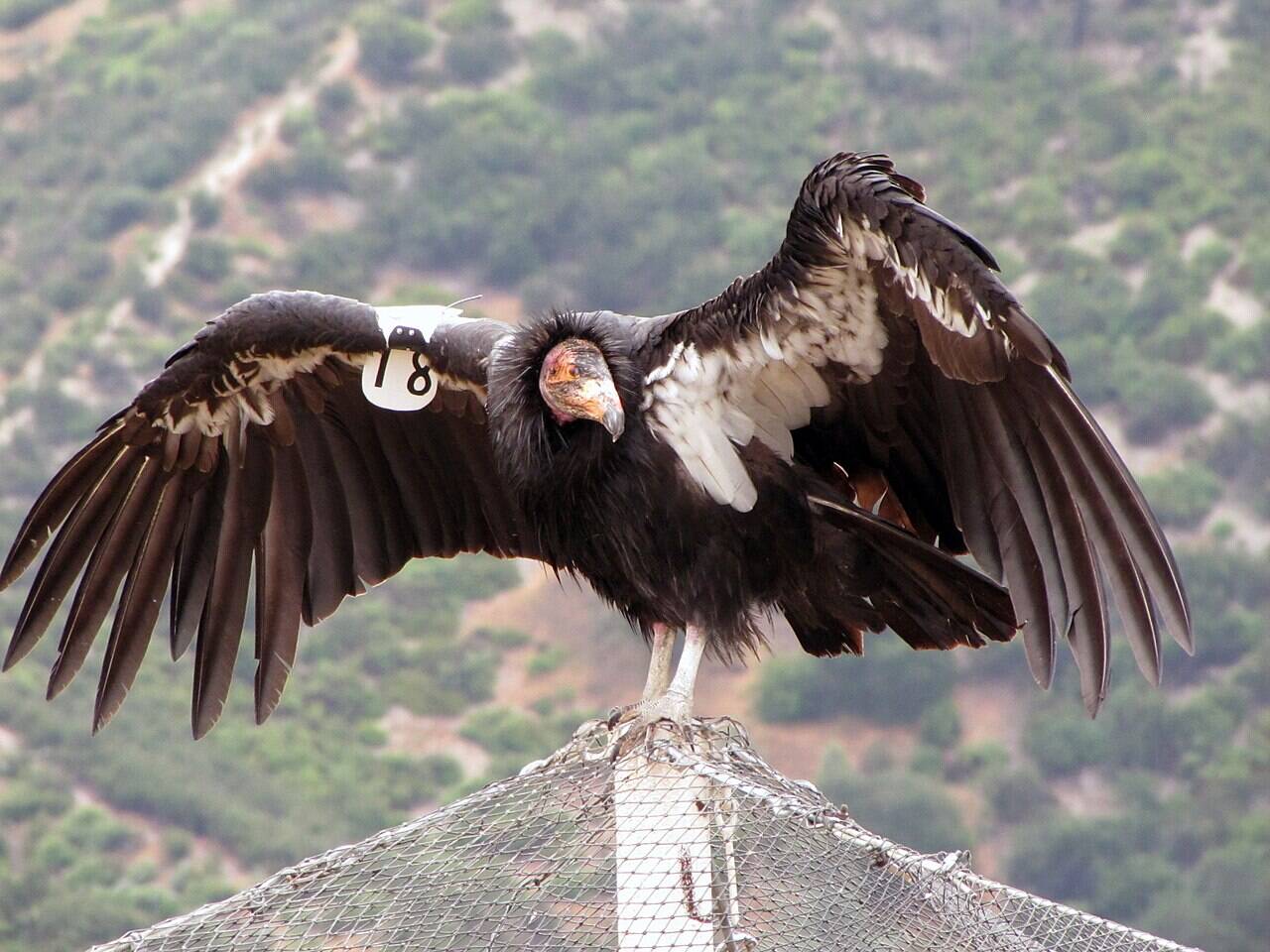 In 1987, the United States decided to capture every remaining wild California condor after lead poisoning, habitat loss, and poaching left just 27 birds alive; today, hundreds once again soar across western skies | World News