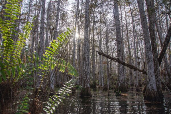 The United States in 1906 planted Australian melaleuca trees to drain Florida's wetlands, but scientists now say they spread across nearly 500,000 acres, replacing native sawgrass marshes with dense invasive forests that alter fire and water cycles | World News