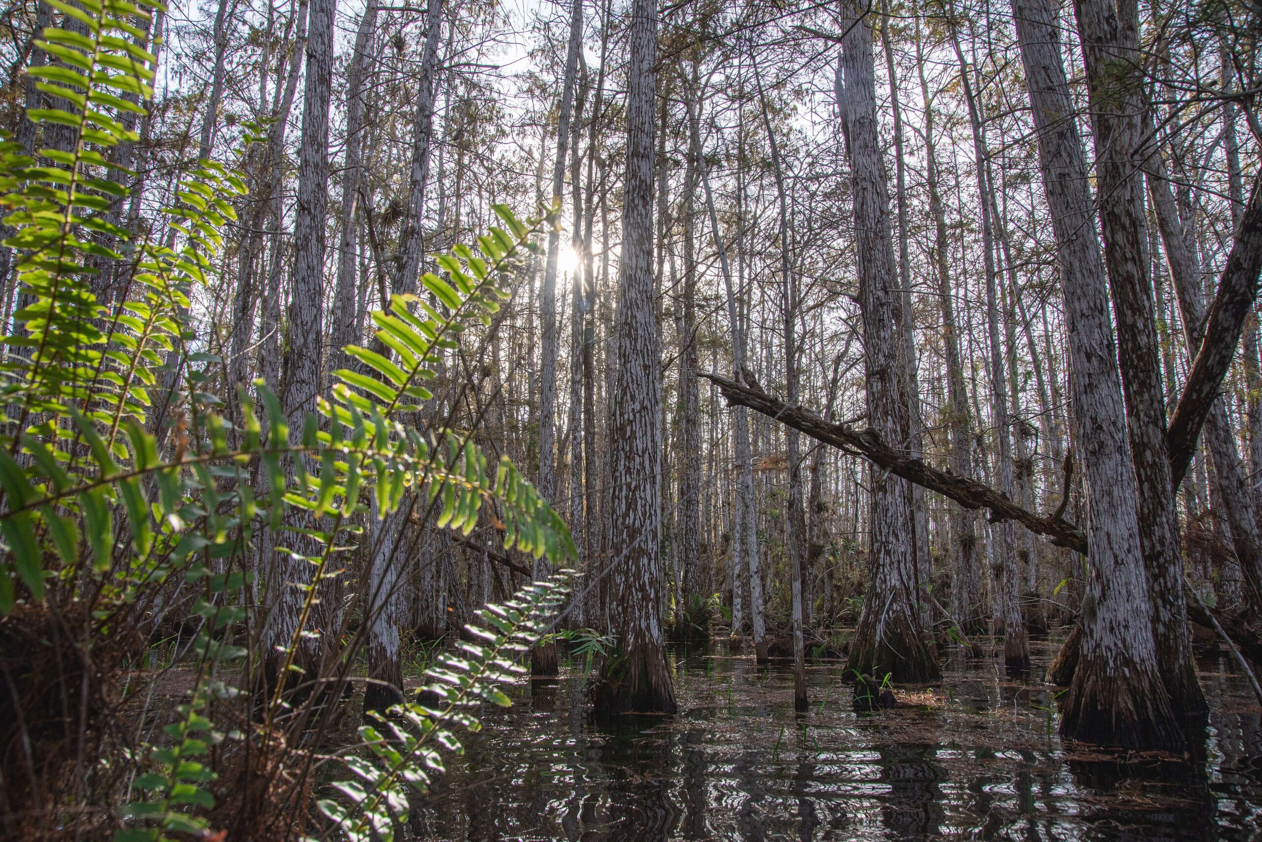 The United States in 1906 planted Australian melaleuca trees to drain Florida's wetlands, but scientists now say they spread across nearly 500,000 acres, replacing native sawgrass marshes with dense invasive forests that alter fire and water cycles | World News