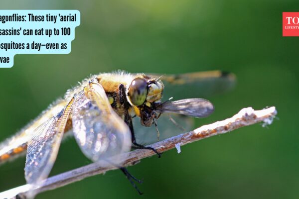 Dragonflies: These tiny 'aerial assassins' can eat up to 100 mosquitoes a day—even as larvae |