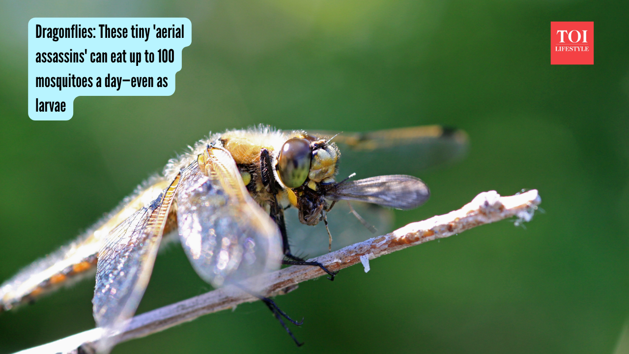 Dragonflies: These tiny 'aerial assassins' can eat up to 100 mosquitoes a day—even as larvae |
