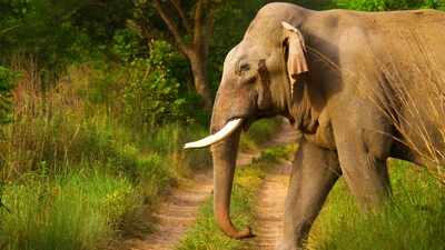 How elephants use their footsteps to send messages through the ground, and hear through skull vibrations