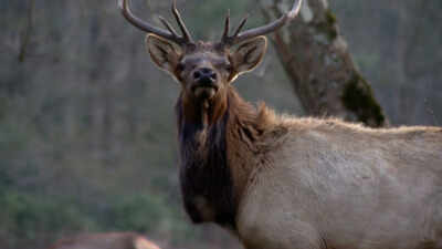 North Carolina: North Carolina spent 25 years rebuilding an elk population that had disappeared from the state; in 2027, it will allow its first limited hunt with just two permits