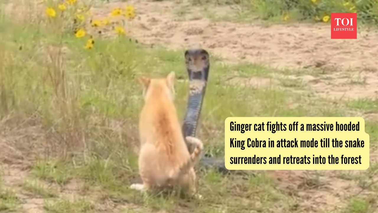 Ginger cat fights off a massive hooded King Cobra in attack mode till the snake surrenders and retreats into the forest