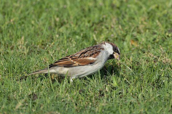 In 1851, New York released house sparrows to eat caterpillars damaging city trees; within 50 years, the birds had colonised nearly the entire continental US | World News