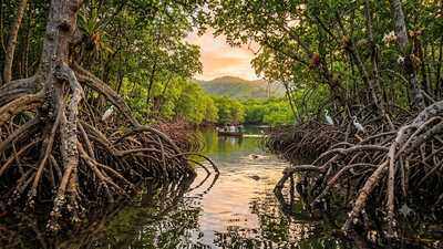 How planet's 'blue forests', mangroves, protect coastlines, support wildlife and store up to four times more carbon than tropical rainforests |