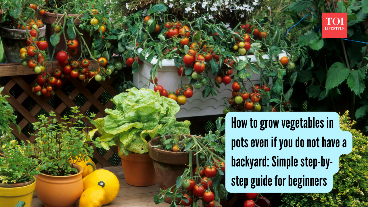 Growing Vegetables In Pots: How to grow vegetables in pots even if you do not have a backyard: Simple step-by-step guide for beginners