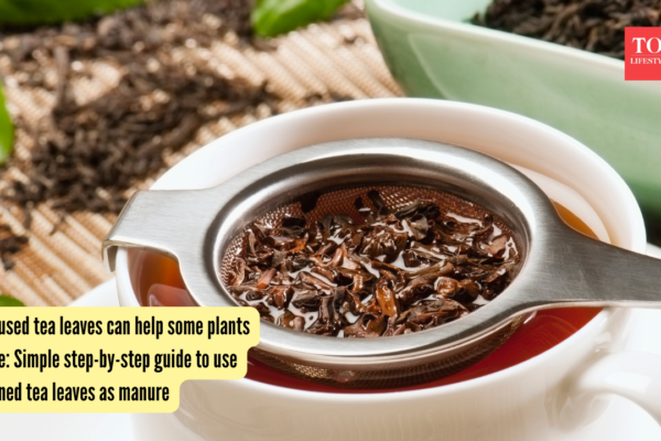 How used tea leaves can help some plants thrive: Simple step-by-step guide to use strained tea leaves as manure