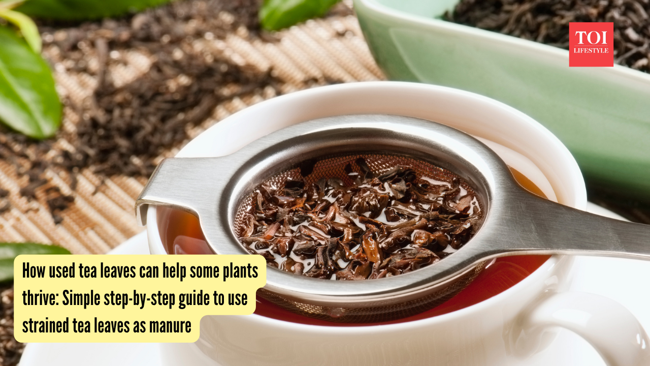 How used tea leaves can help some plants thrive: Simple step-by-step guide to use strained tea leaves as manure