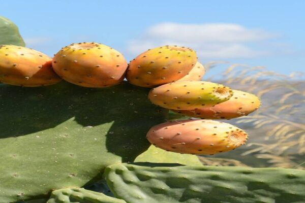 For years, Mediterranean farmers defended prickly pear against removal; a study suggests the cactus can help native plants recover on degraded drylands