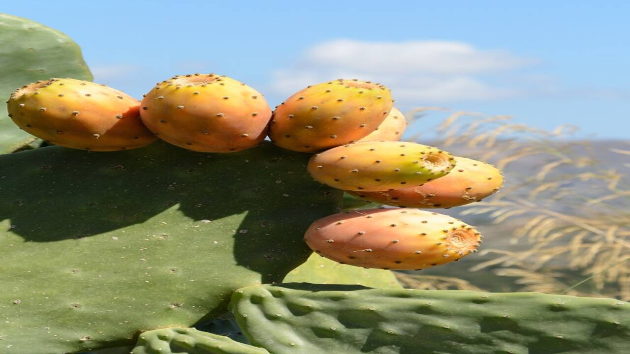 For years, Mediterranean farmers defended prickly pear against removal; a study suggests the cactus can help native plants recover on degraded drylands