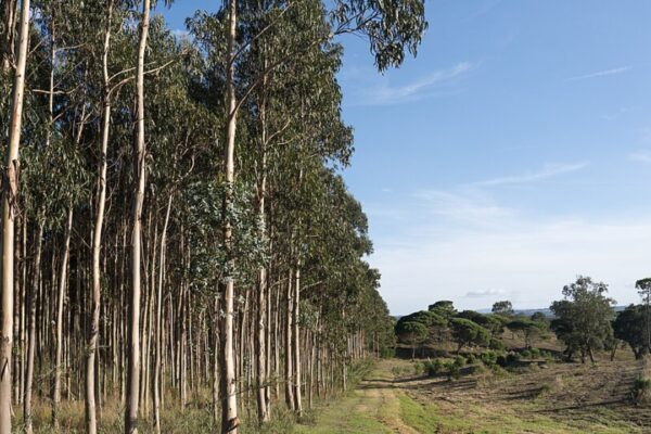 Spain planted millions of fast-growing eucalyptus trees for timber: Decades later, scientists say many have become "green deserts" where native birds and forest life struggle to survive