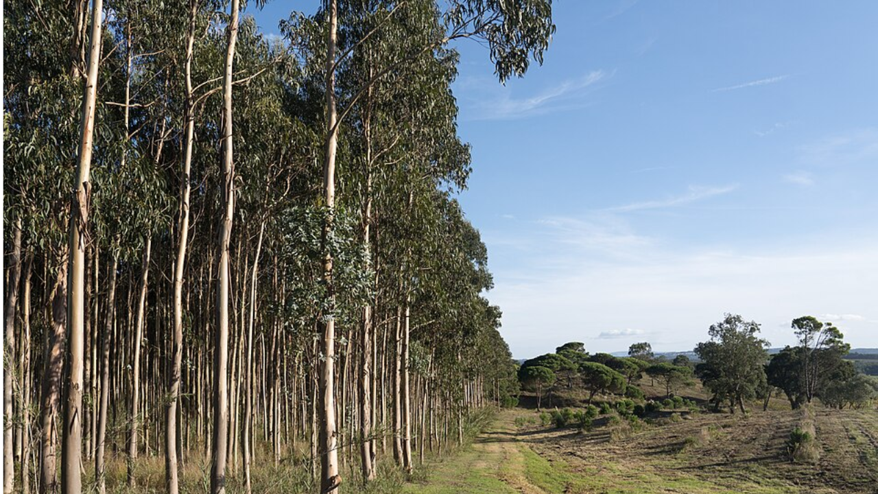 Spain planted millions of fast-growing eucalyptus trees for timber: Decades later, scientists say many have become "green deserts" where native birds and forest life struggle to survive
