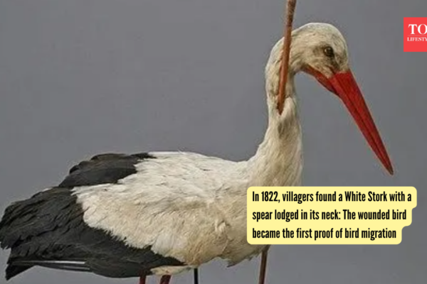 In 1822, villagers found a White Stork with a spear lodged in its neck: The wounded bird became the first proof of bird migration |
