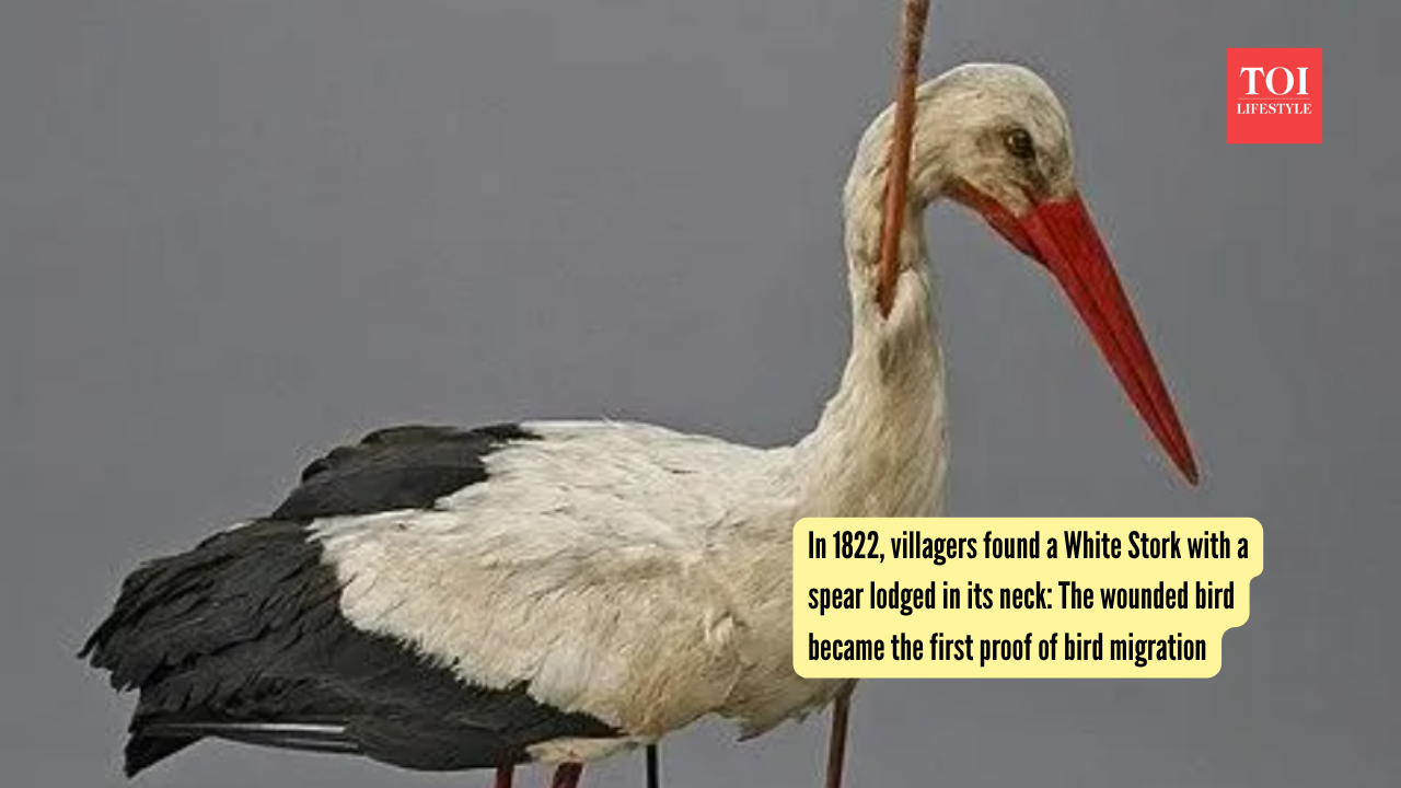 In 1822, villagers found a White Stork with a spear lodged in its neck: The wounded bird became the first proof of bird migration |