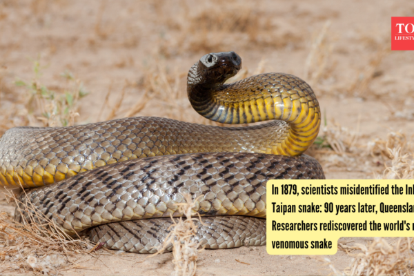 Inland Taipan: In 1879, scientists misidentified the Inland Taipan snake: 90 years later, Queensland Researchers rediscovered the world's most venomous snake