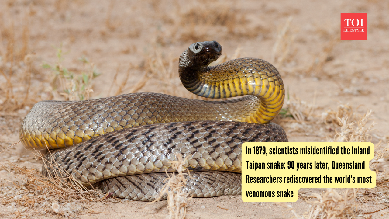 Inland Taipan: In 1879, scientists misidentified the Inland Taipan snake: 90 years later, Queensland Researchers rediscovered the world's most venomous snake