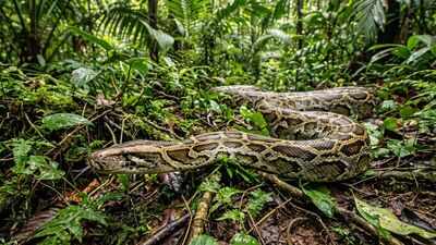 In 1992, Hurricane Andrew may have helped giant Burmese pythons spread across Florida's Everglades, creating one of America's worst invasive species crises | World News