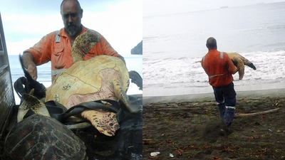 In 2015, two men bought live sea turtles from a Papua New Guinea food market and set them free instead of letting them become food | World News