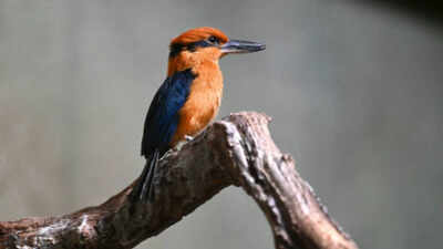 In the 1980s, Guam's kingfisher vanished from the wild after invasive snakes devastated the island's birds: The last 29 were rescued and four new chicks are now helping rebuild the species |