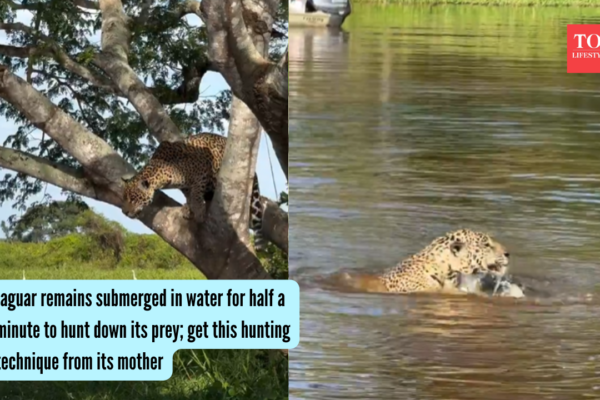 Jaguar remains submerged in water for over half a minute; video goes viral