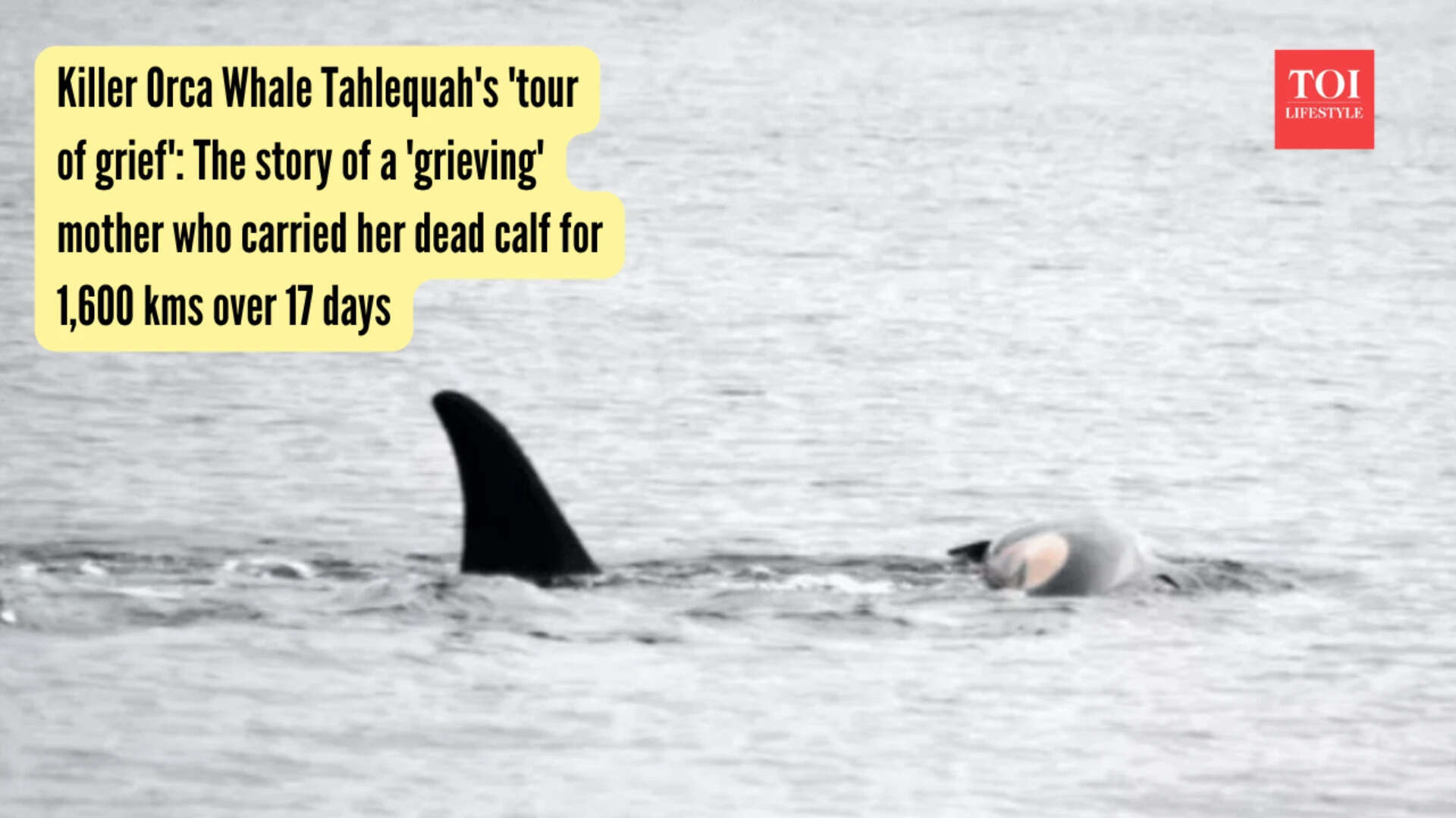 Tahlequah Whale: Killer Orca Whale Tahlequah's 'tour of grief': The story of a 'grieving' mother who carried her dead calf for 1,600 kms over 17 days