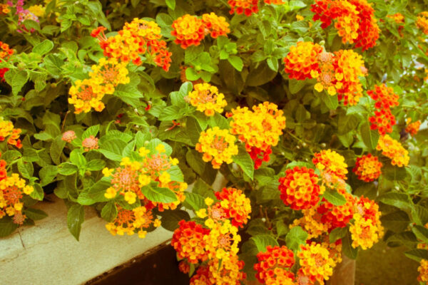 Lantana Camara: In the 1800s, Lantana Camara was imported to decorate colonial gardens: Today it has become one of India's most widespread invasive plants