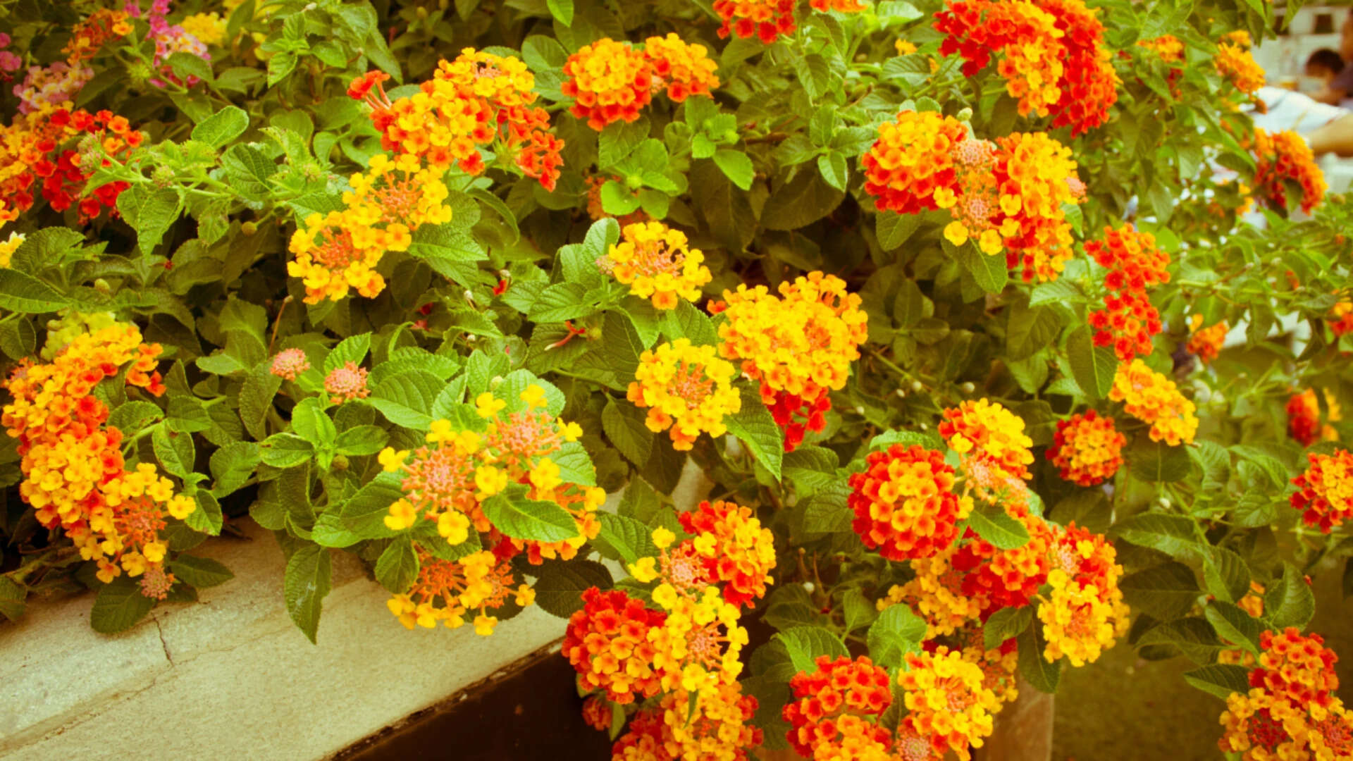 Lantana Camara: In the 1800s, Lantana Camara was imported to decorate colonial gardens: Today it has become one of India's most widespread invasive plants